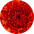 Marie L. profile picture